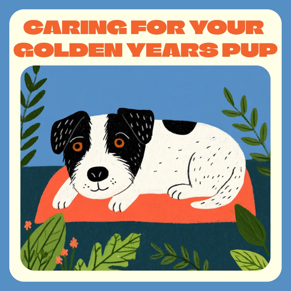 Senior Dog Care: A Gentler Daily Routine
